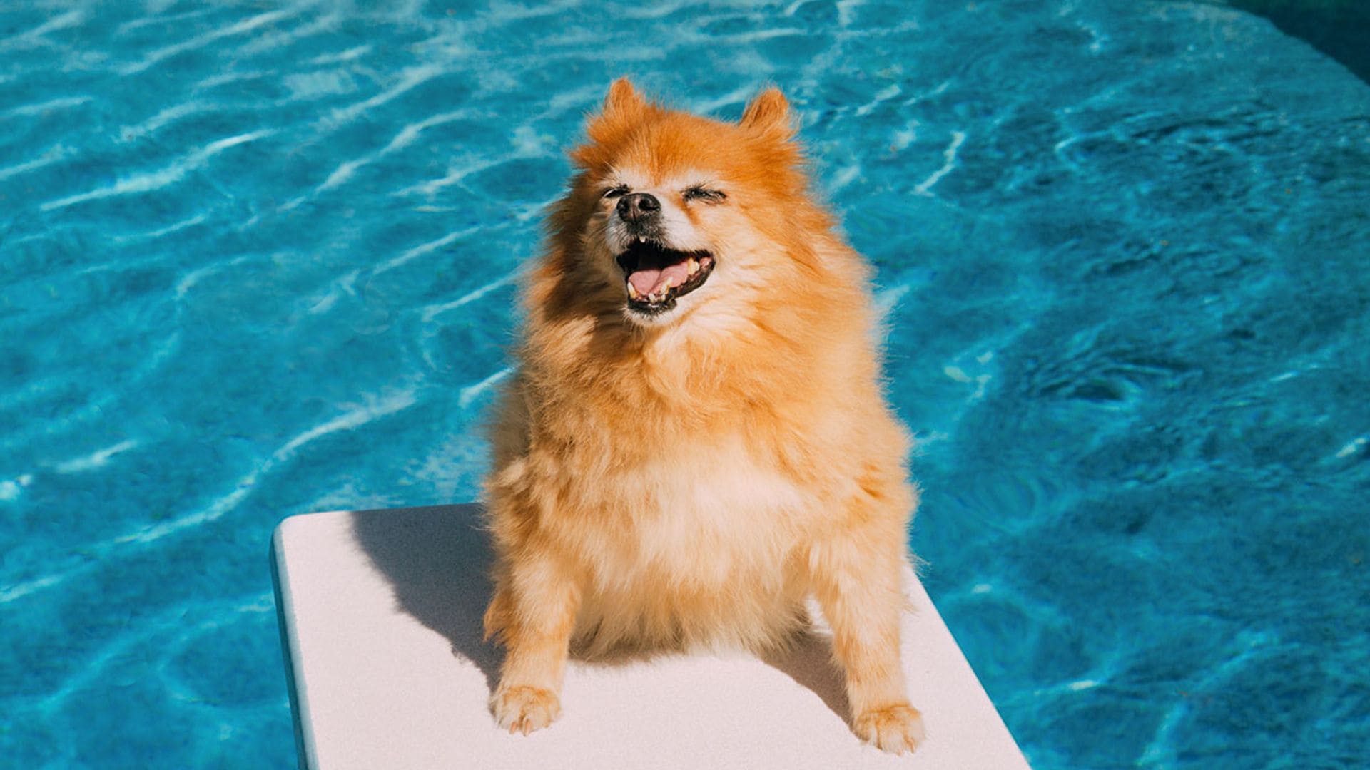 ¡Ellos también sufren con el calor! Los mejores productos para proteger a tu mascota en verano