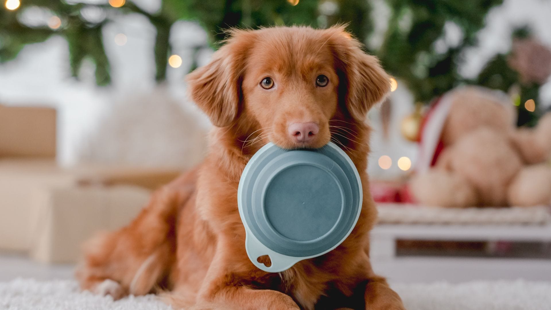 ¿Cuáles son los riesgos de dar un exceso de comida a nuestras mascotas en Navidad?