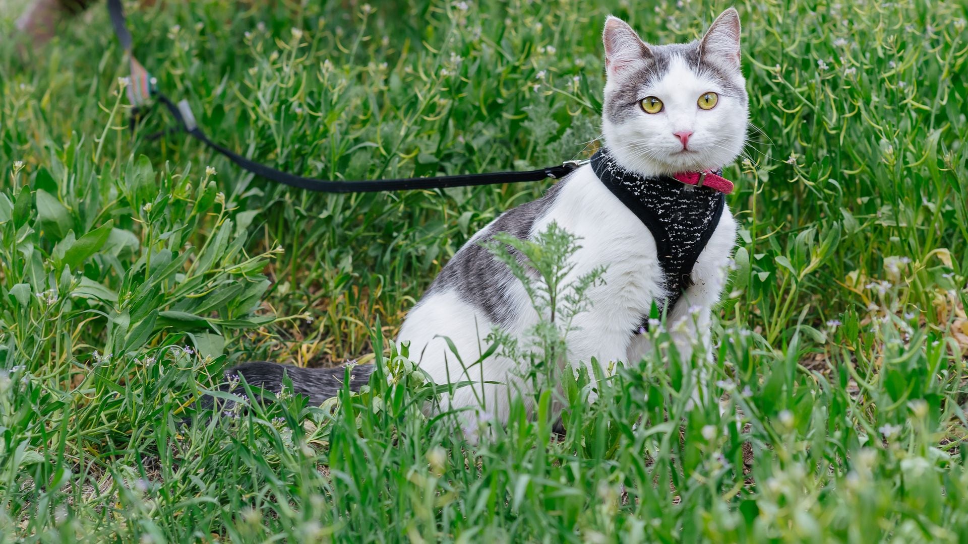 Arnés para gato: los 6 mejores modelos con los que cuidar a tu mascota