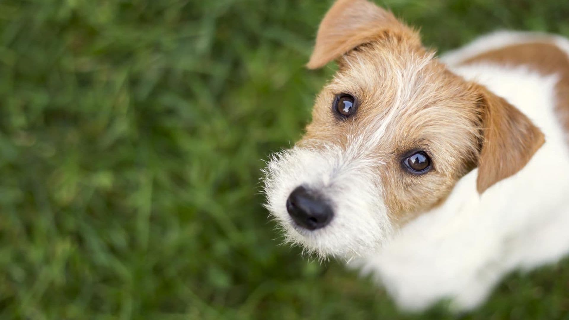 ¿Sabes por qué tu perro te mira fijamente a los ojos?