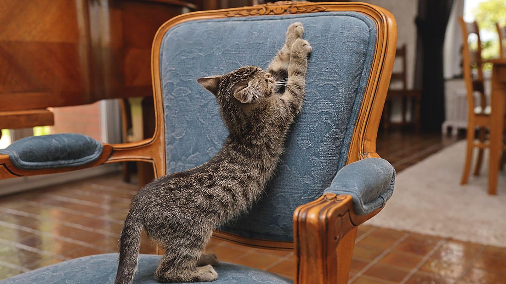 ¿Das por imposible la educación de tu gato? Te proponemos unos trucos