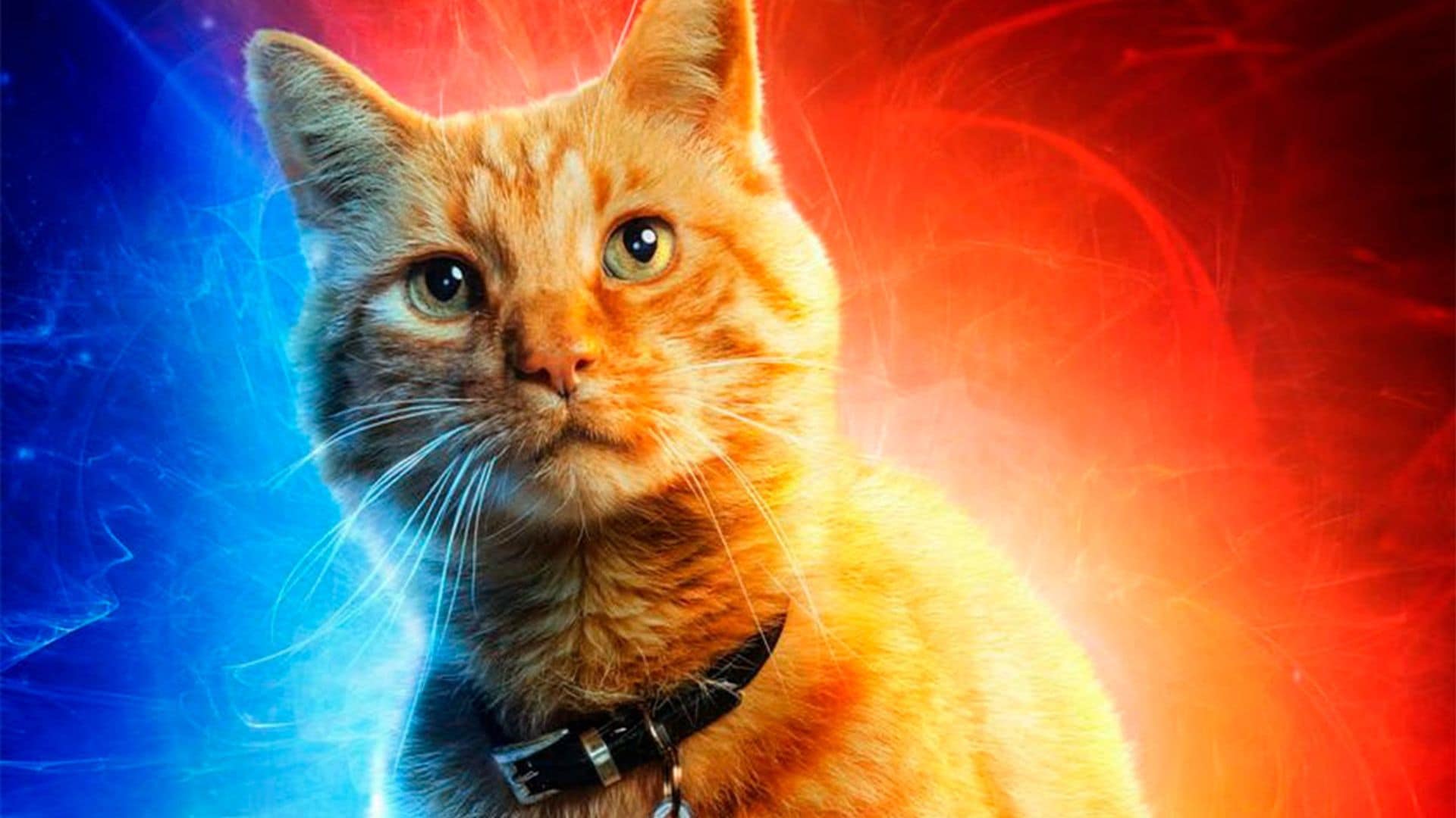 Conoce a Goose, el gato de 'Capitana Marvel'