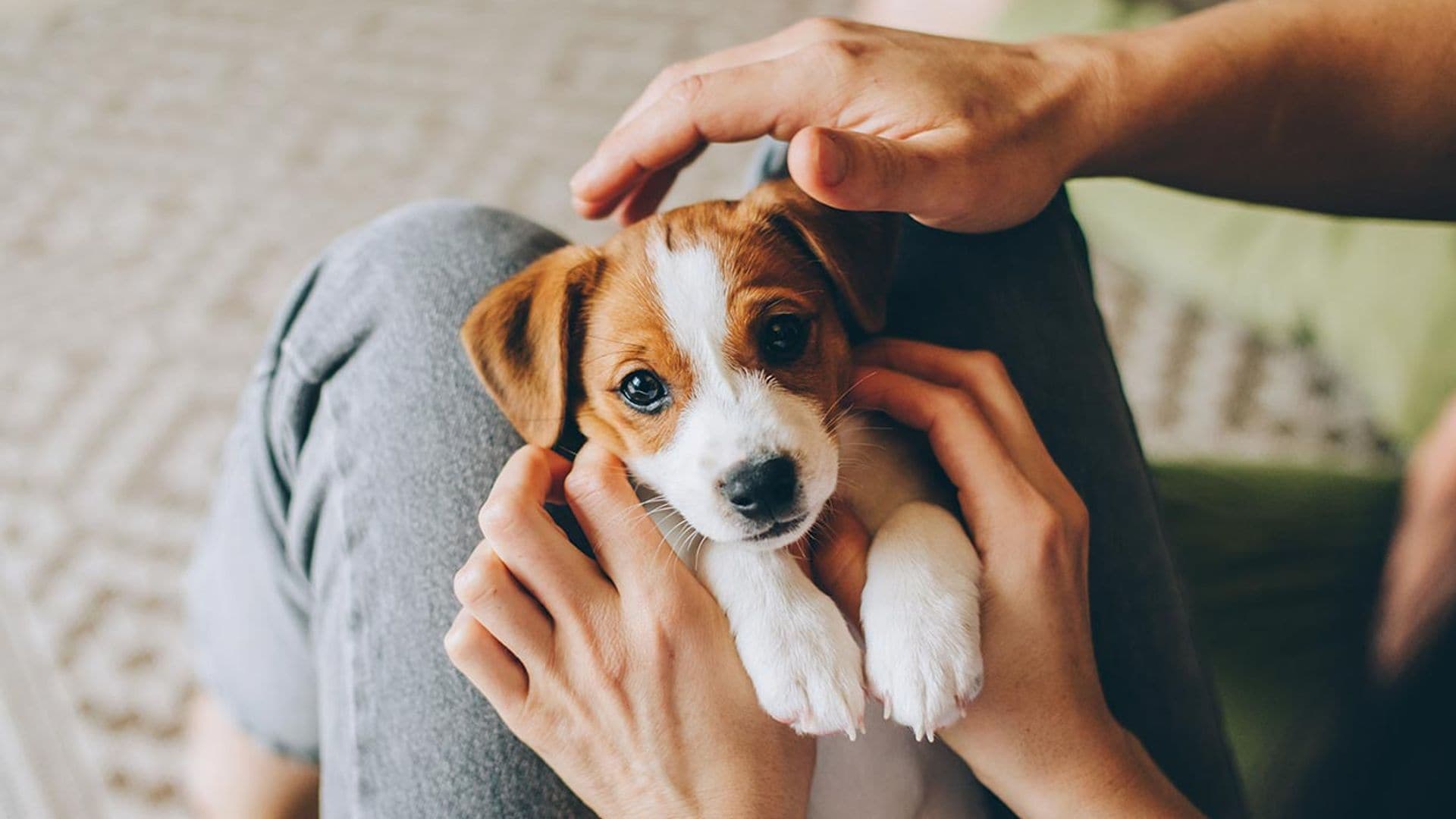 Cómo enseñar a mi cachorro a que deje de morderme