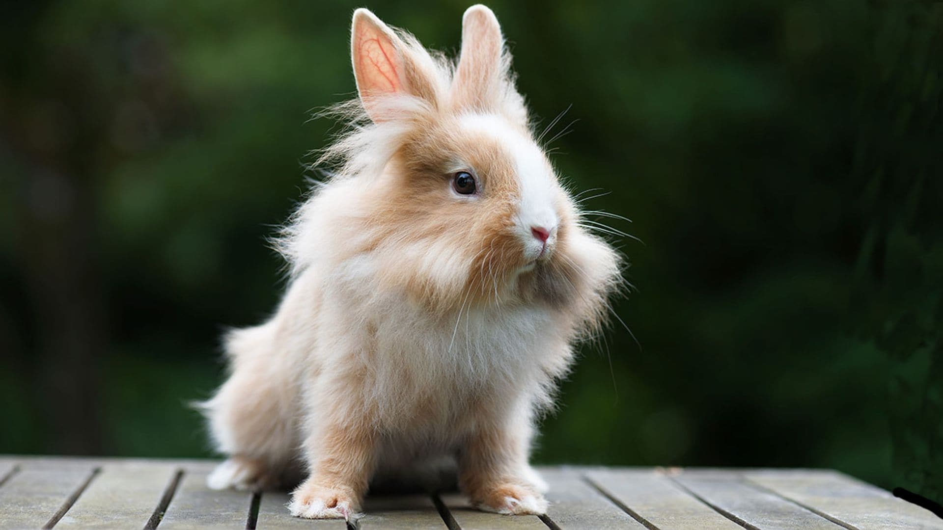 Conoce al conejo cabeza de león, una de las razas más curiosas