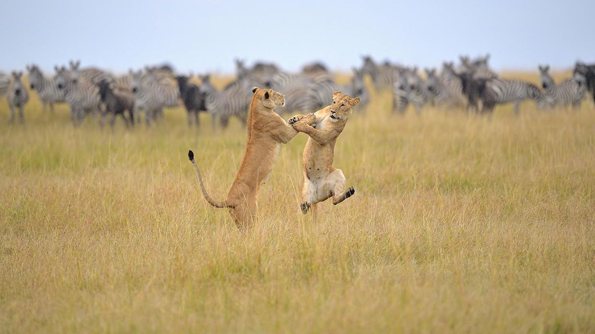 Las imágenes de animales más  divertidas de 2019