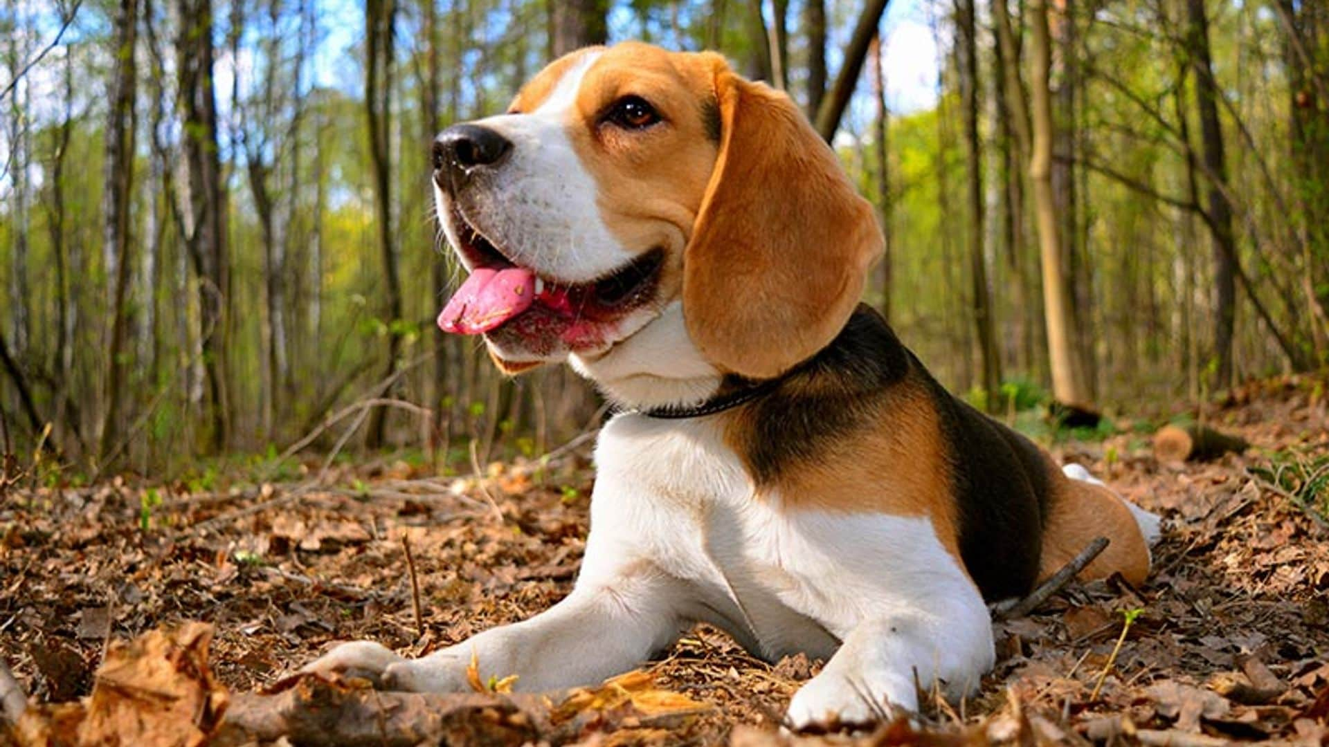 El beagle, la raza ideal para todas las casas