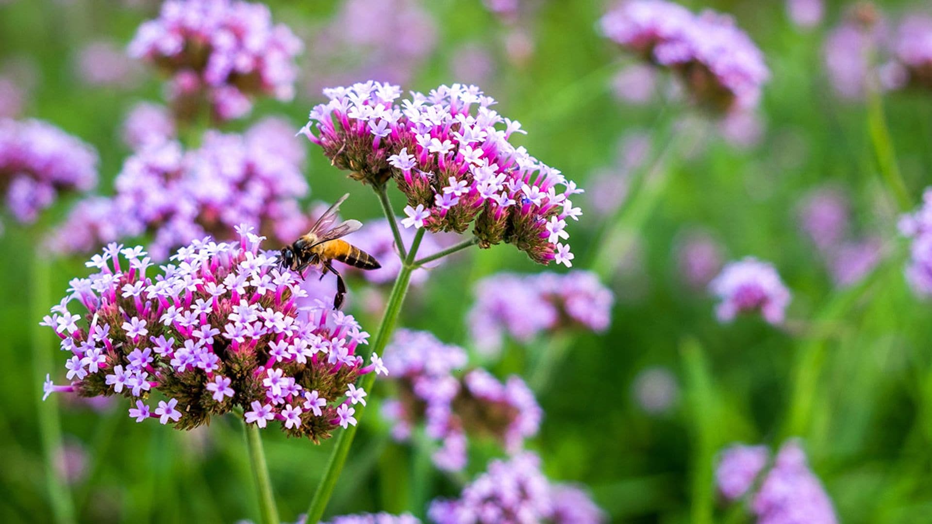 Descubre los cuidados de la verbena púrpura, una planta vivaz de fácil cultivo