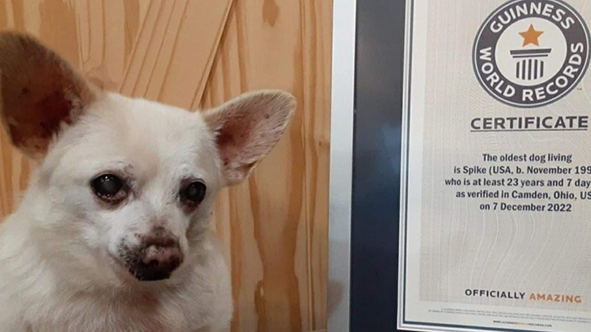 Spike, un simpático chihuahua, se convierte en el perro más viejo del mundo, ¿cuántos años tiene?