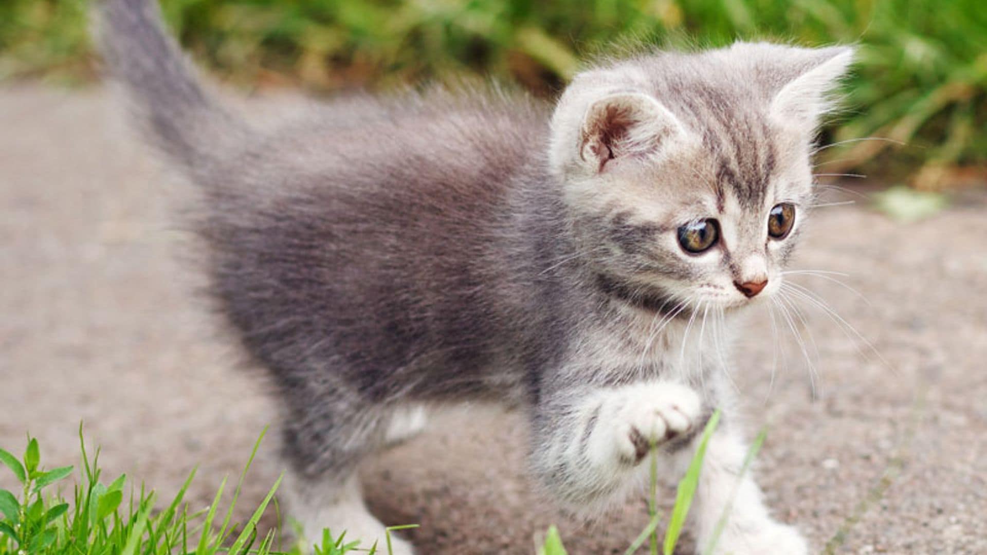 El peligro de las bolas de pelo para tu gato