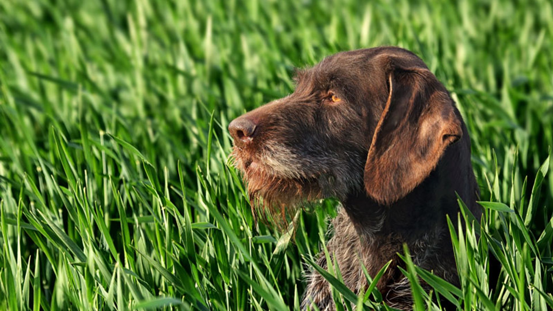 Descubre qué es y cómo prevenir el moquillo canino