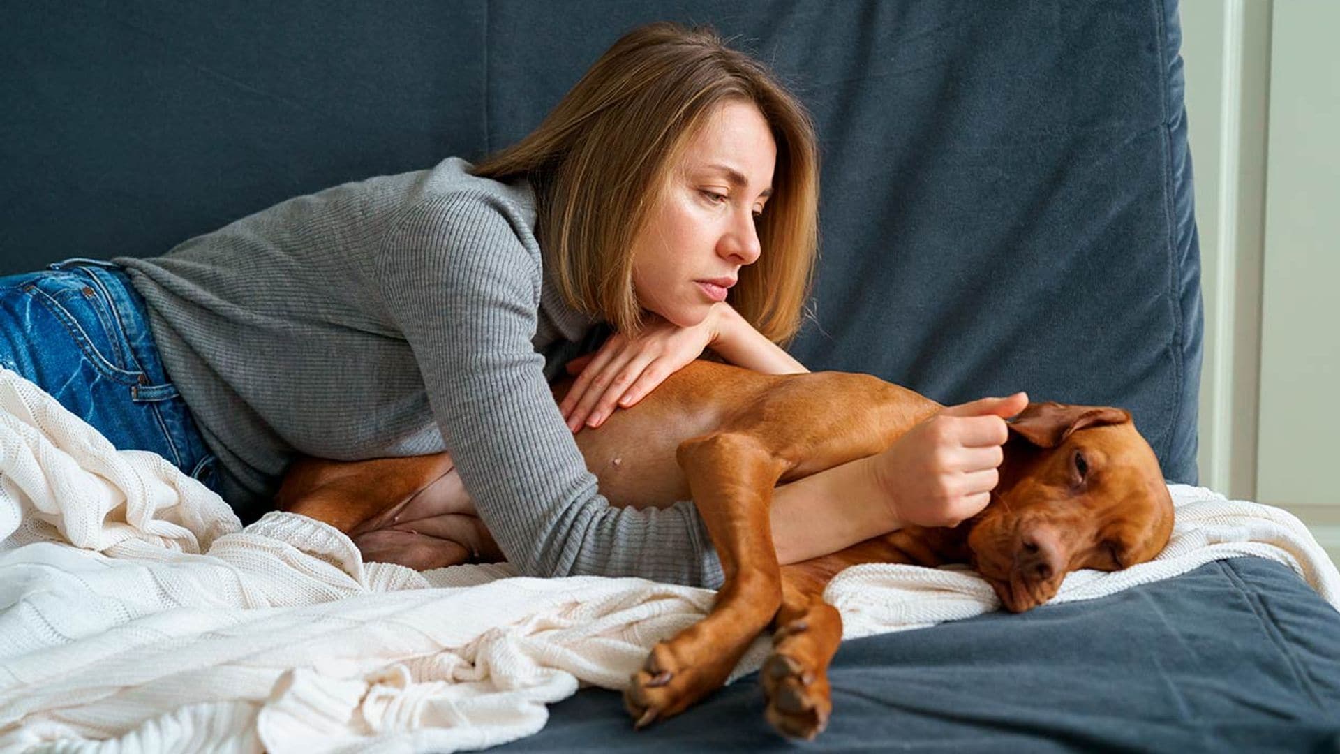 puede perro gato contagiarse tristeza