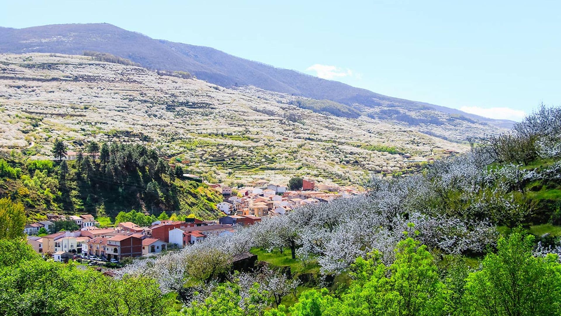 ¿Contemplar los cerezos en flor en España? Te contamos dónde, cómo y por qué