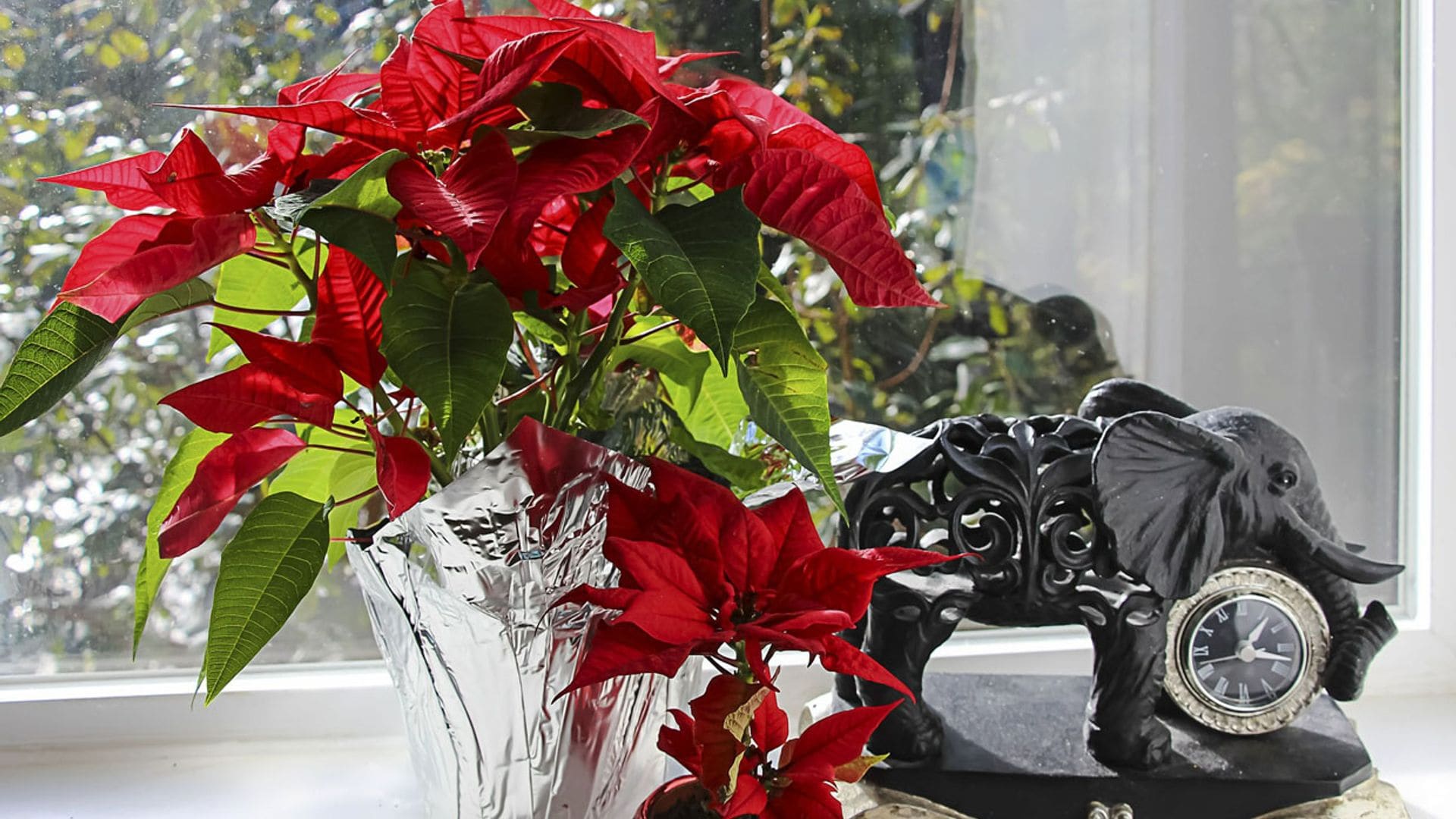 Plantas y flores decorativas que alegrarán tu casa durante la Navidad