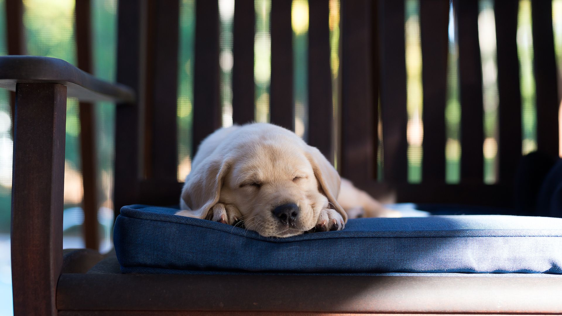 Las 5 mejores camas refrescantes para perros de este verano