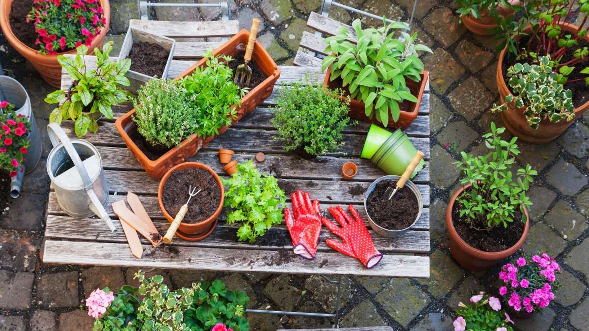 todo lo que necesitas para preparar jardin primavera