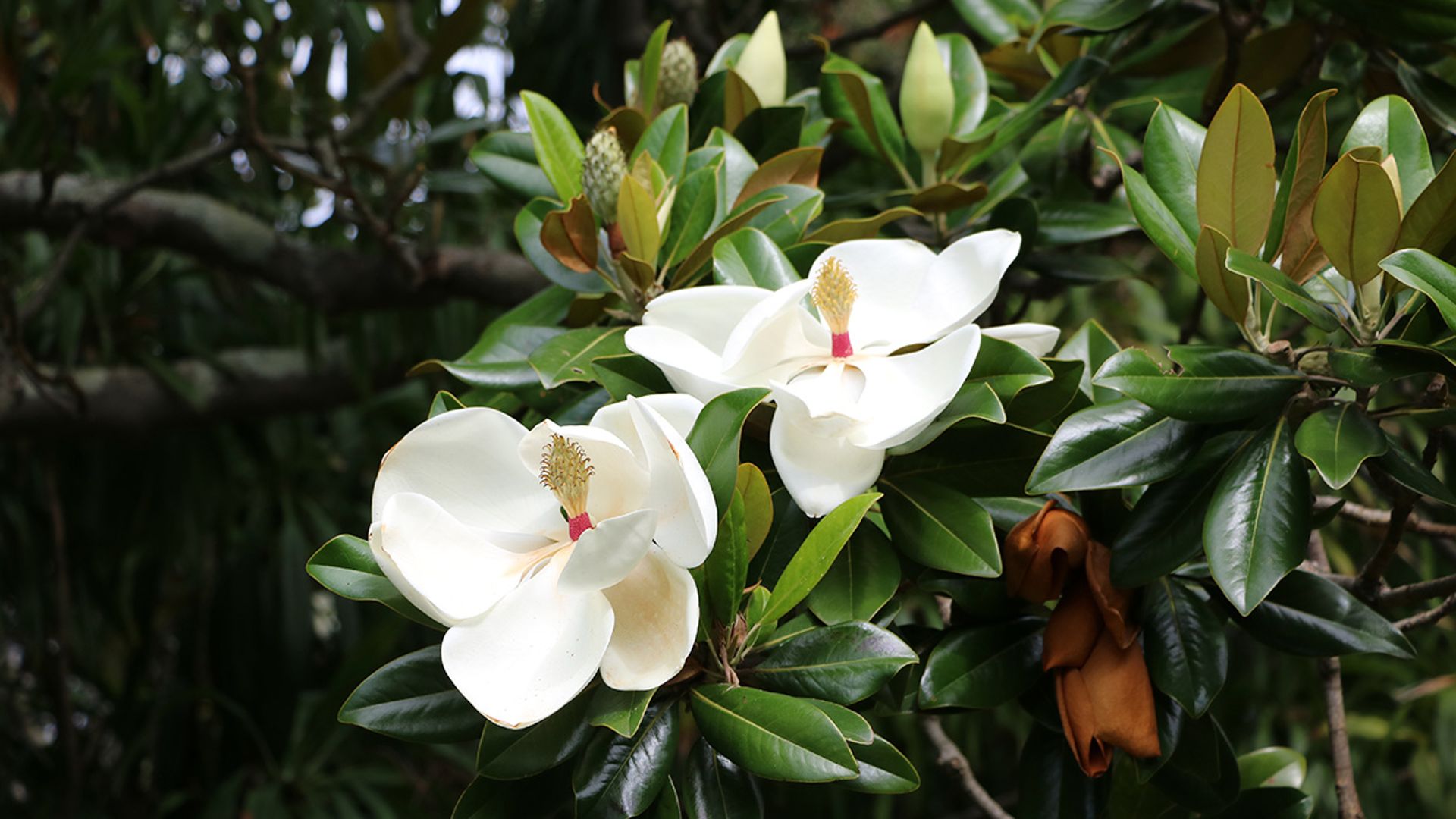 Magnolio o Magnolia grandiflora, un árbol espectacular para dar vida a tu jardín