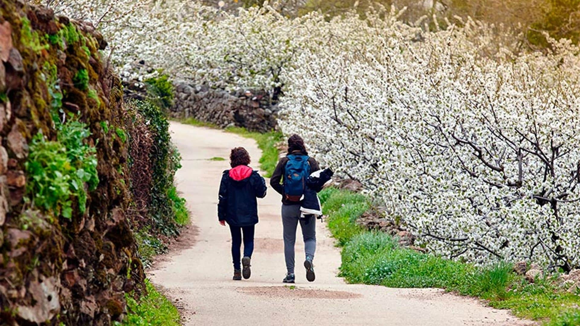 Guía práctica para disfrutar al máximo de la floración del Valle del Jerte