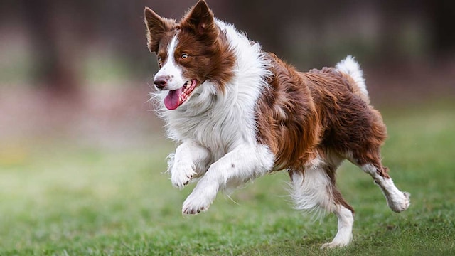 razas perro evitar cortar pelo