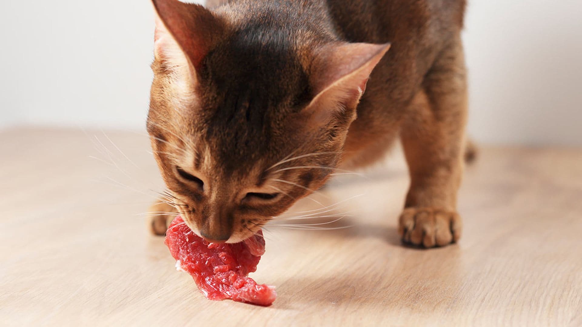 ¿Cómo es la dieta BARF para gatos?