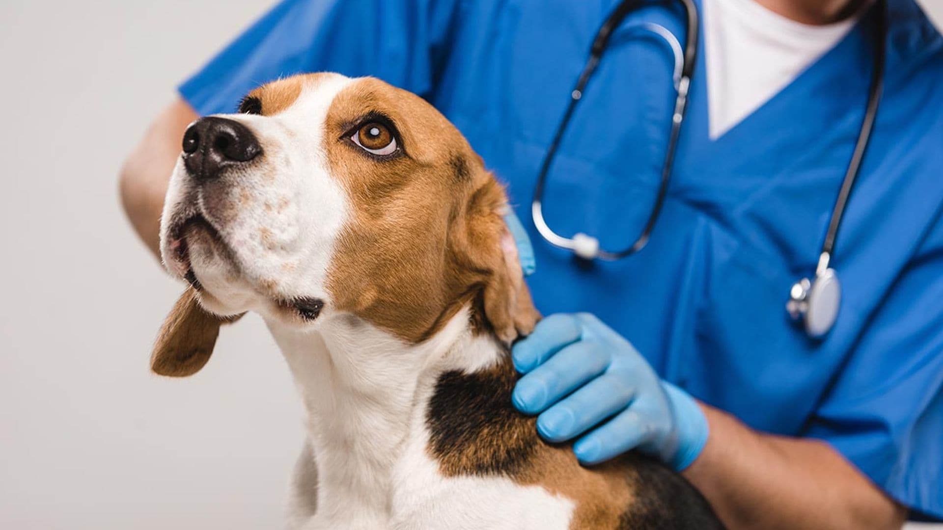 Lo que debes tener en cuenta si decides contratar un seguro veterinario para mascotas