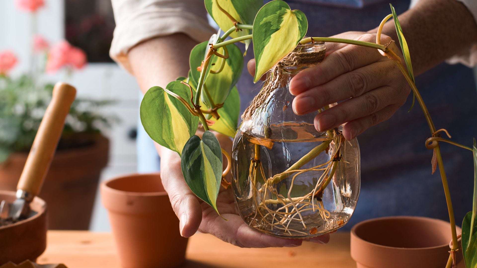 Esquejes en agua: consejos de la experta Elena Páez para reproducir tus plantas con éxito