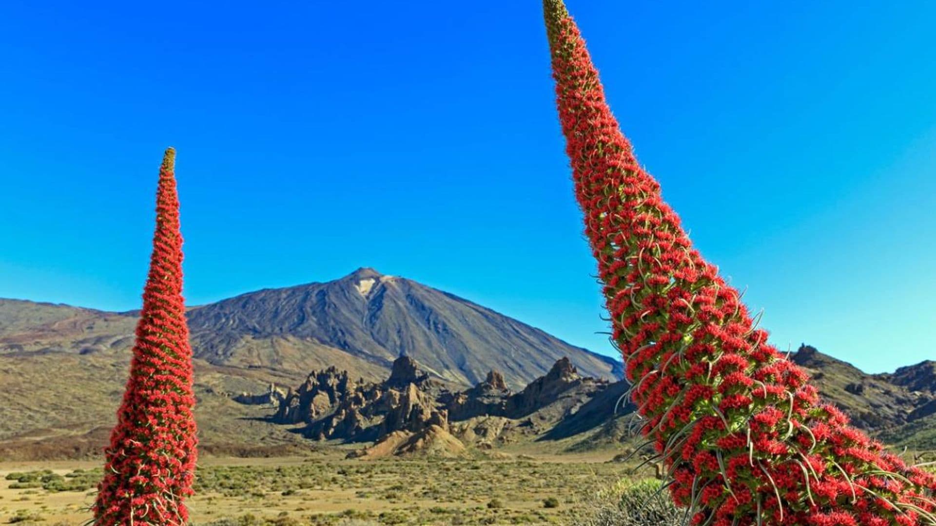 el parque nacional del teide floracion del tajinaste