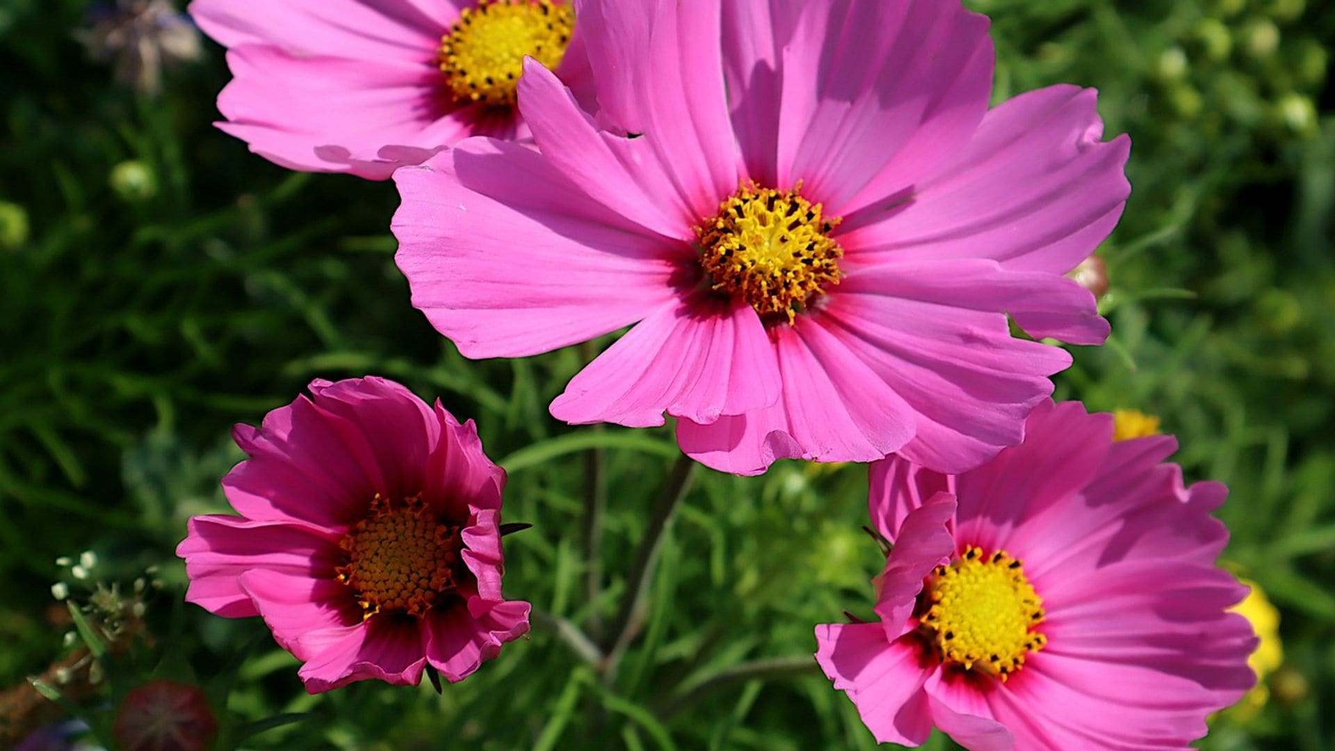 Estos son los cuidados que necesita el 'Cosmos bipinnatus' para alegrar tu jardín