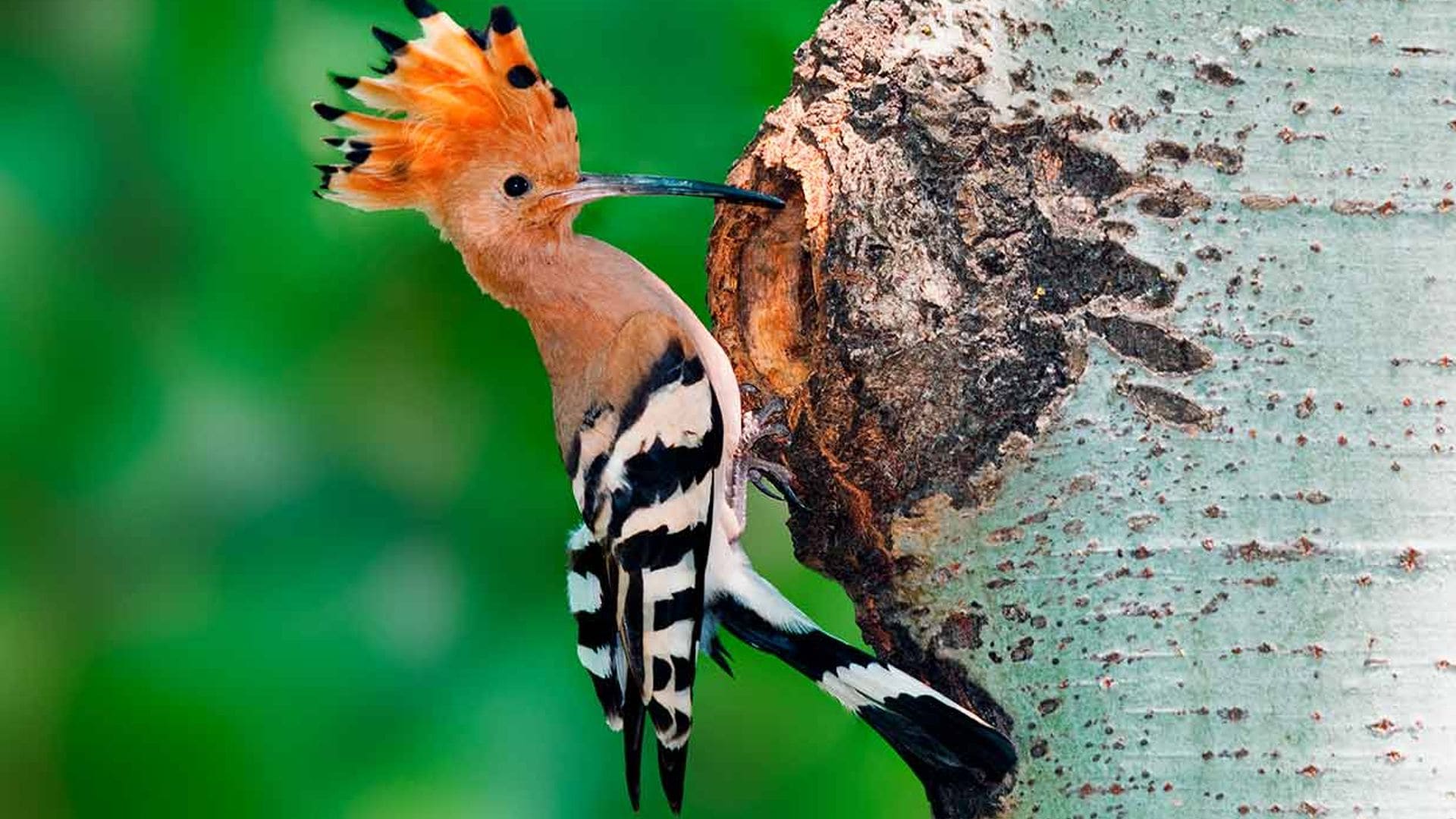 Abubilla: el pájaro que elige oler mal para defenderse