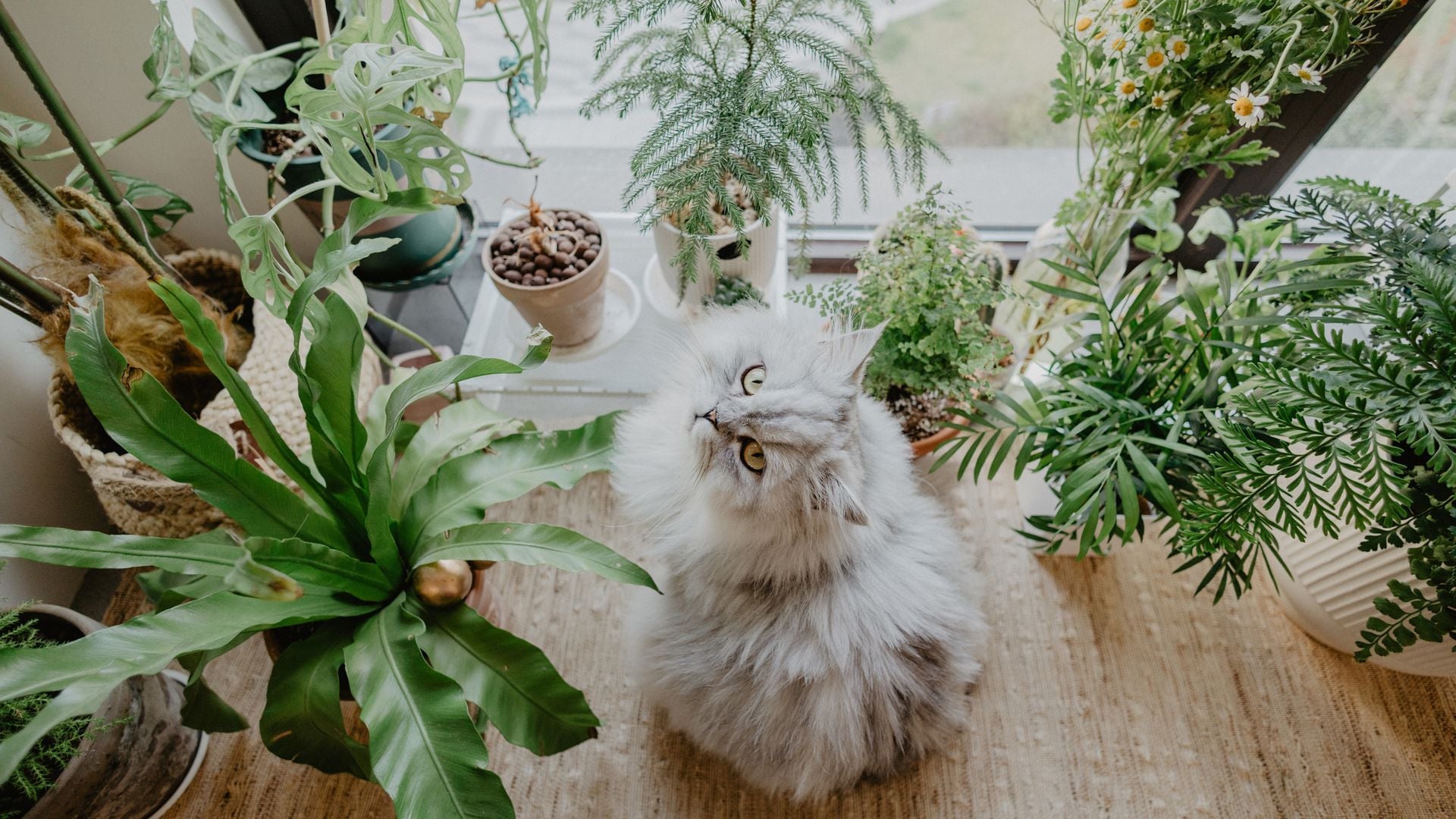 Estas plantas comunes pueden ser peligrosas para tu mascota… Descubre las alternativas seguras