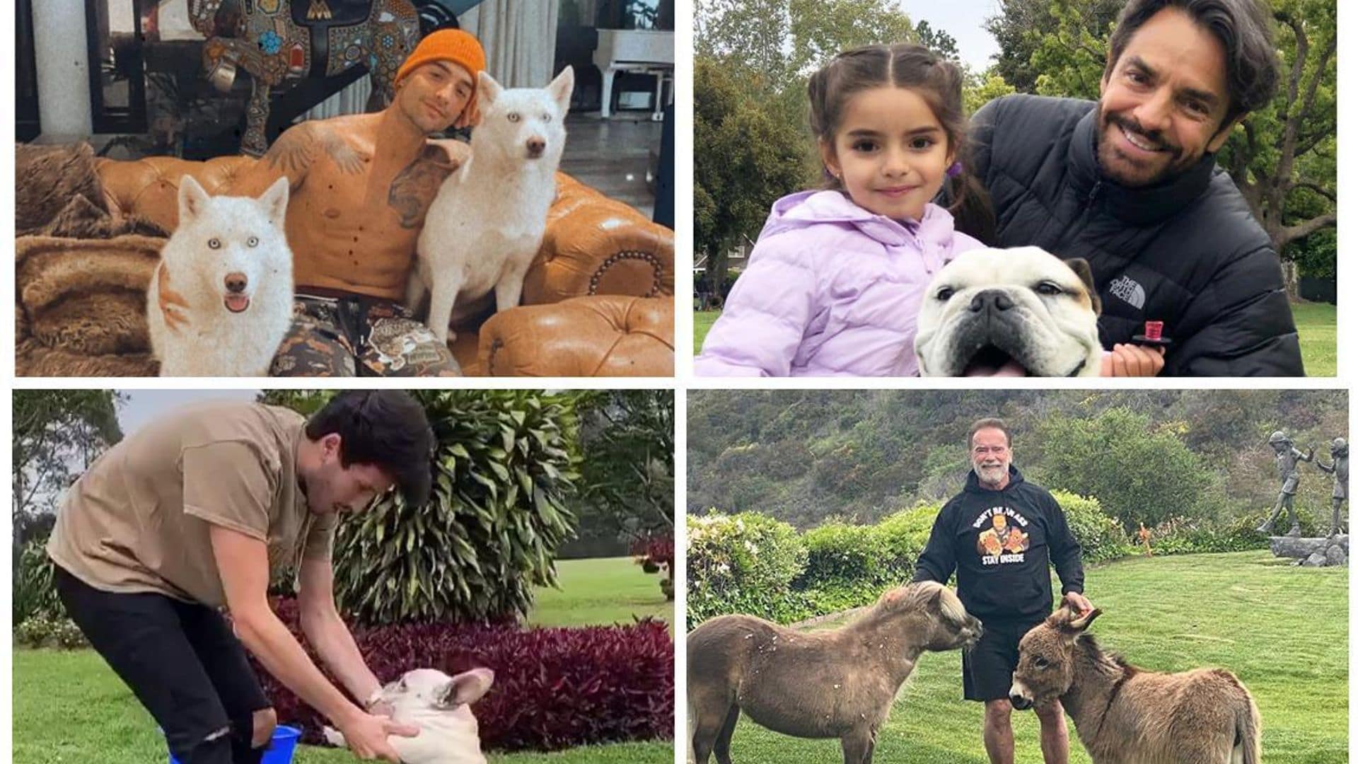 Los famosos junto a sus queridas mascotas durante la cuarentena