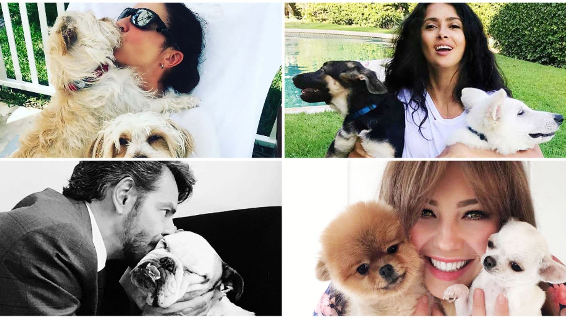 ¡Tiernos doglovers! Celebridades hispanas que adoran a sus perros