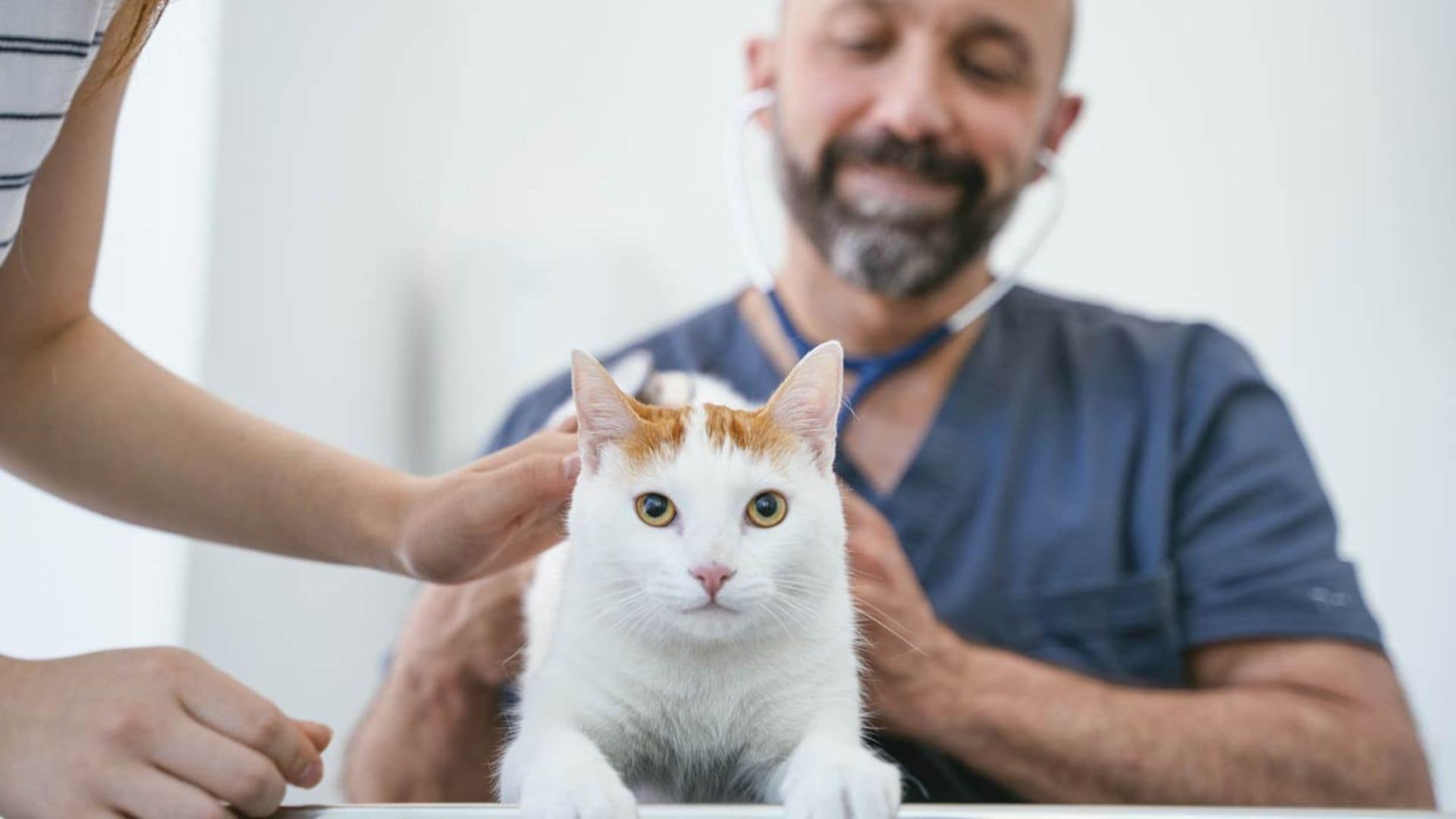 ¿A tu gato no le gusta ir al veterinario? Así puedes llevarlo con seguridad