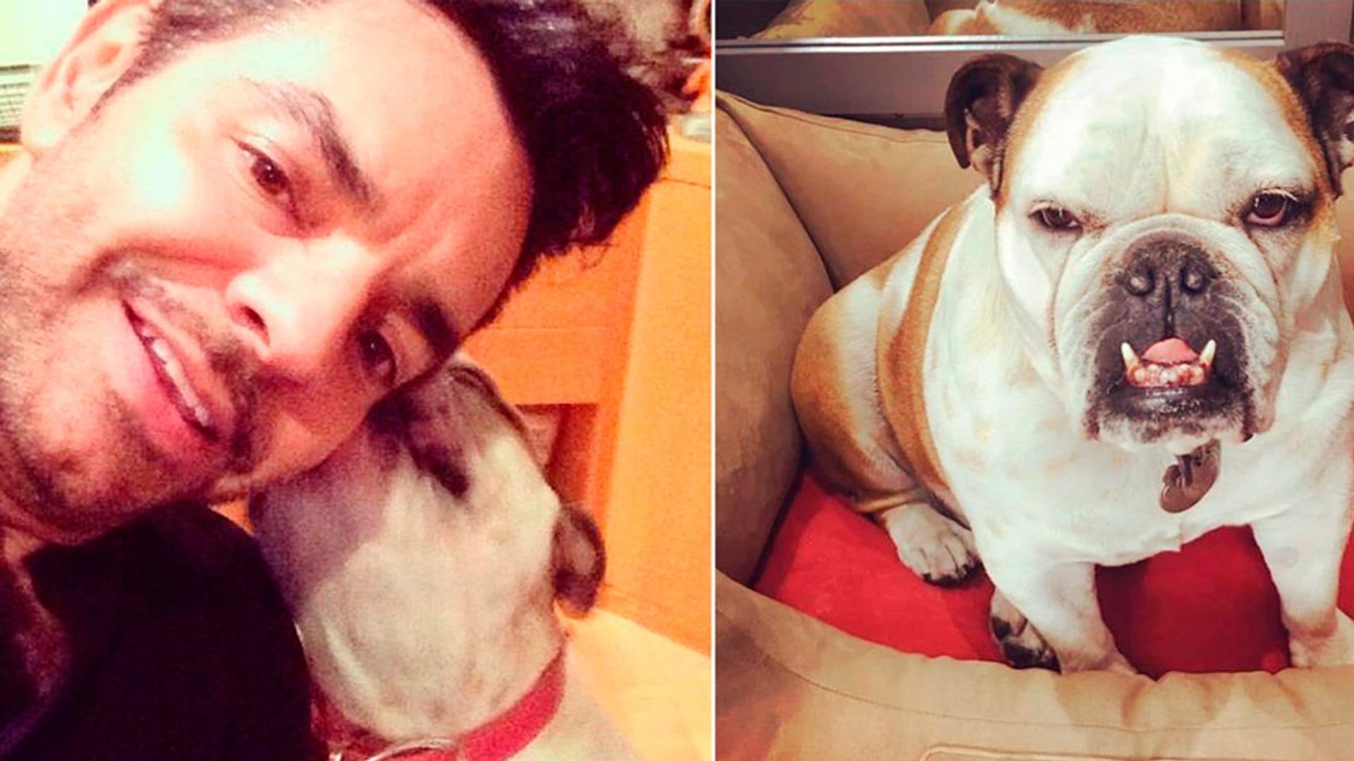 'Fiona', la mascota de Eugenio Derbez ¡tiene chofer!