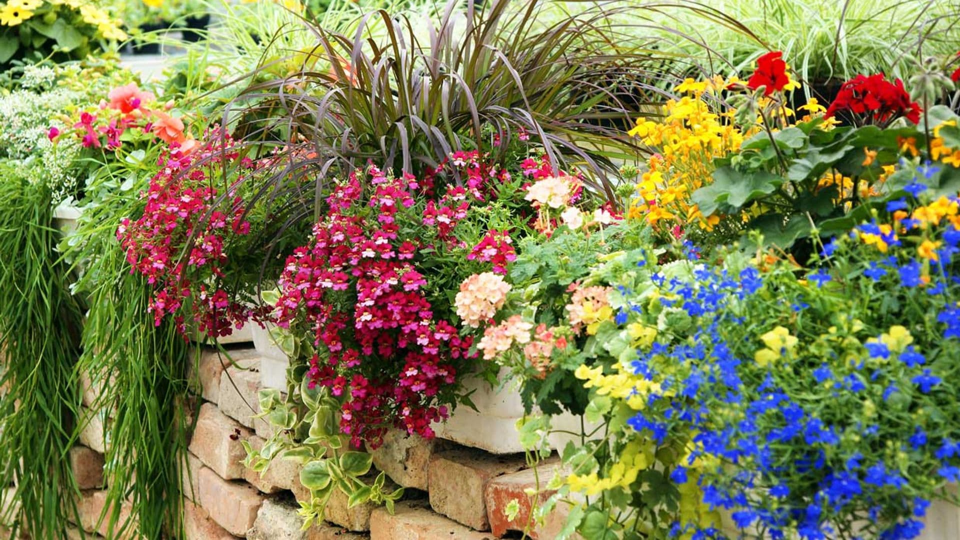 Plantas de exterior con flor, fáciles de cuidar y con una floración espectacular