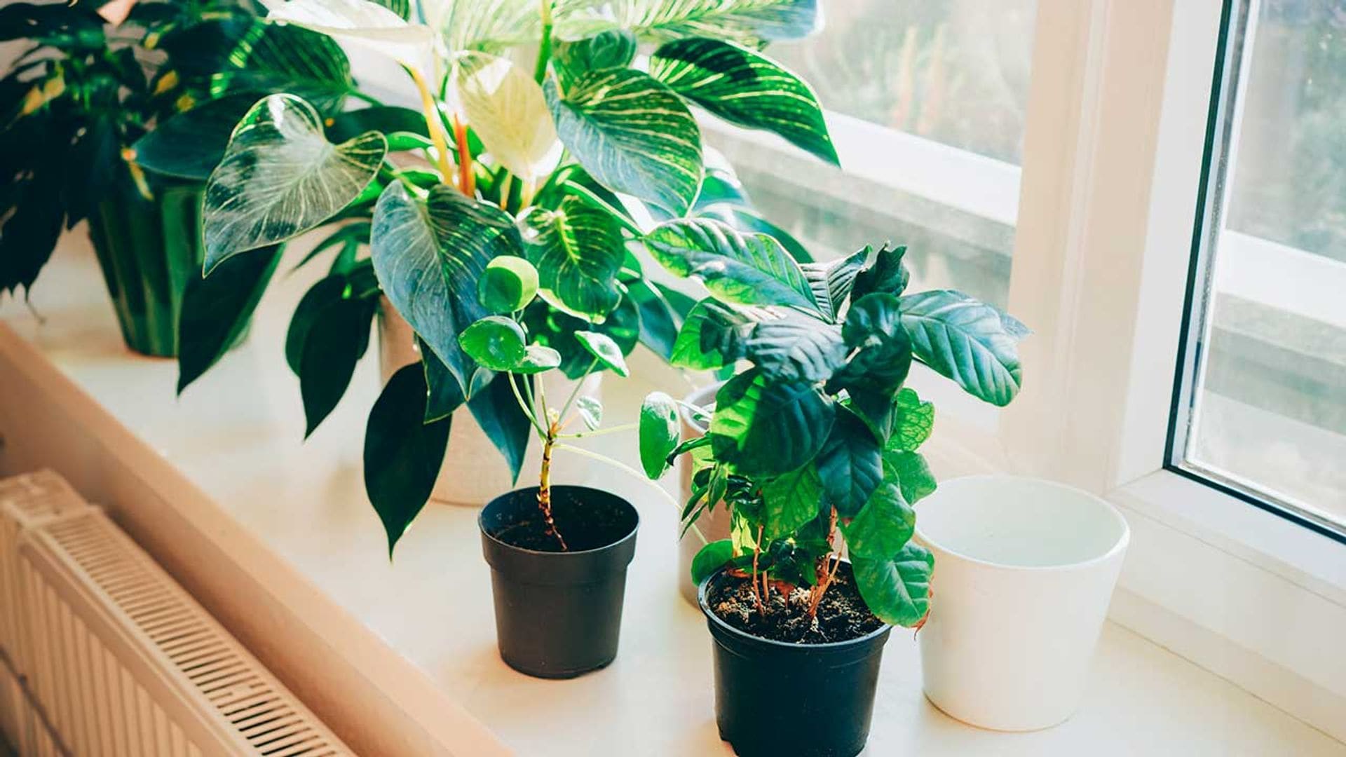 Estas plantas de interior le darán a tu casa un aire nuevo en primavera