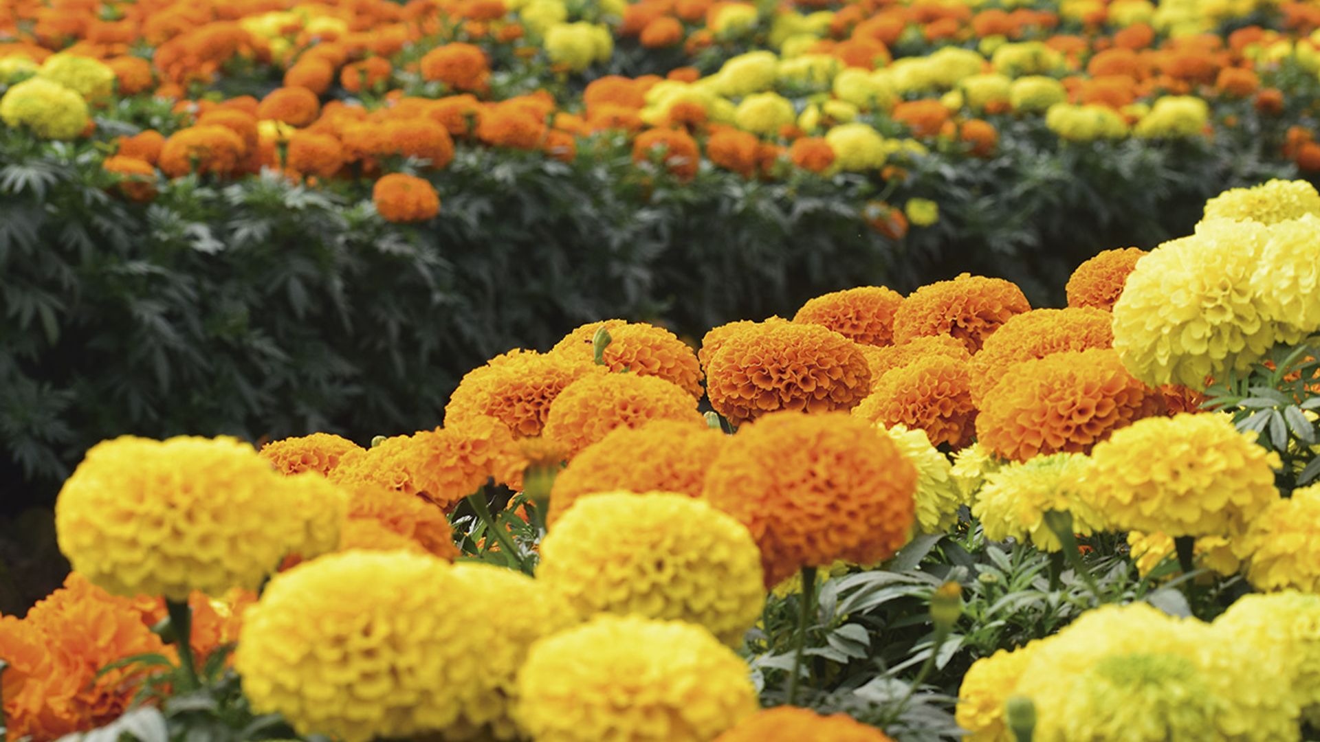 Cómo cultivar tagetes o clavel del moro, la flor perfecta para alegrar tu jardín