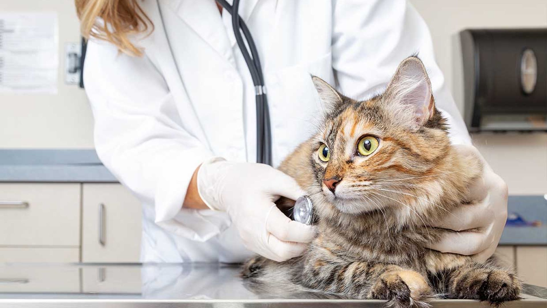 Pros y contras de castrar o esterilizar a tus mascotas