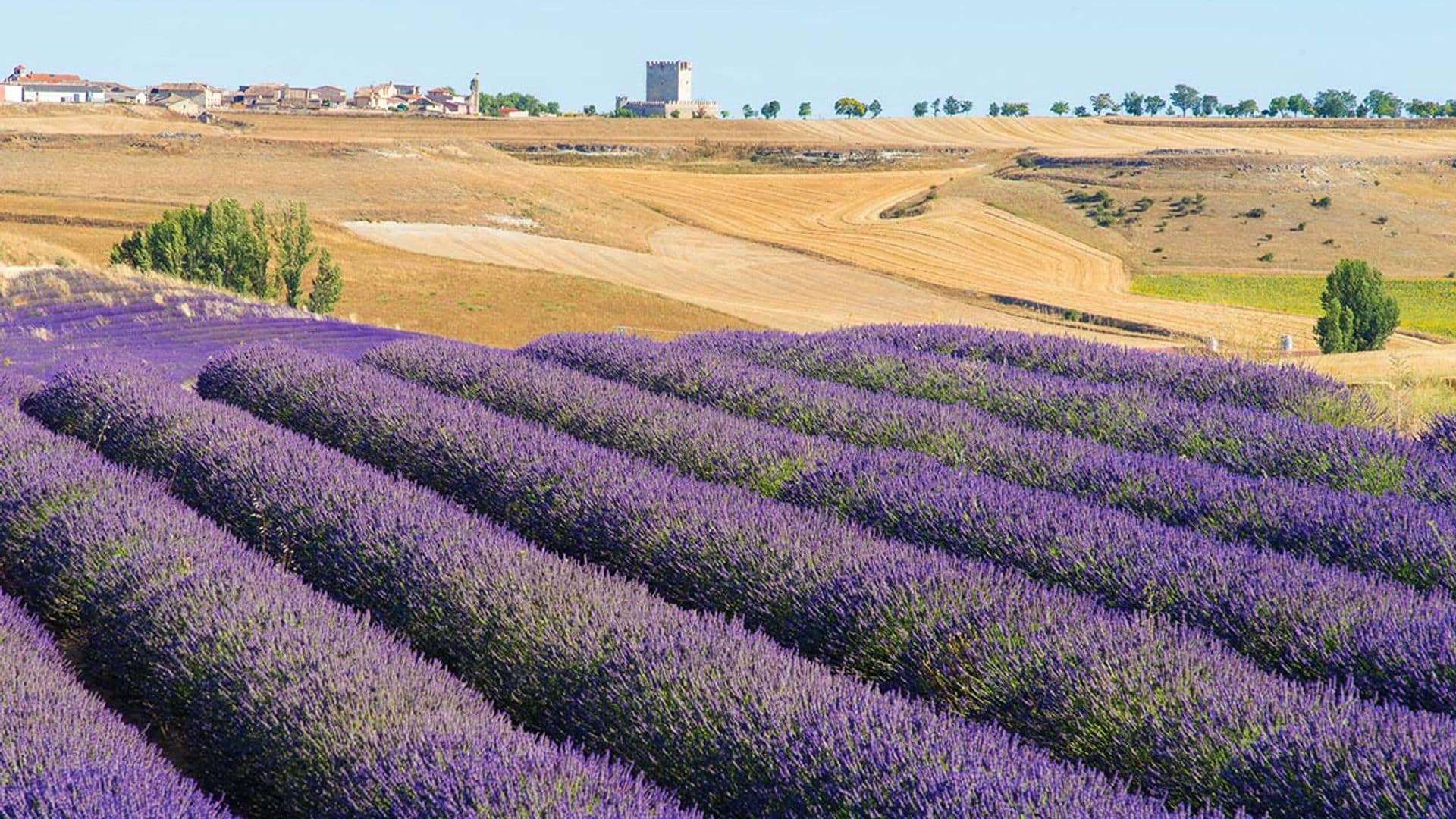 Tiedra se viste de violeta y estalla en flor la lavanda