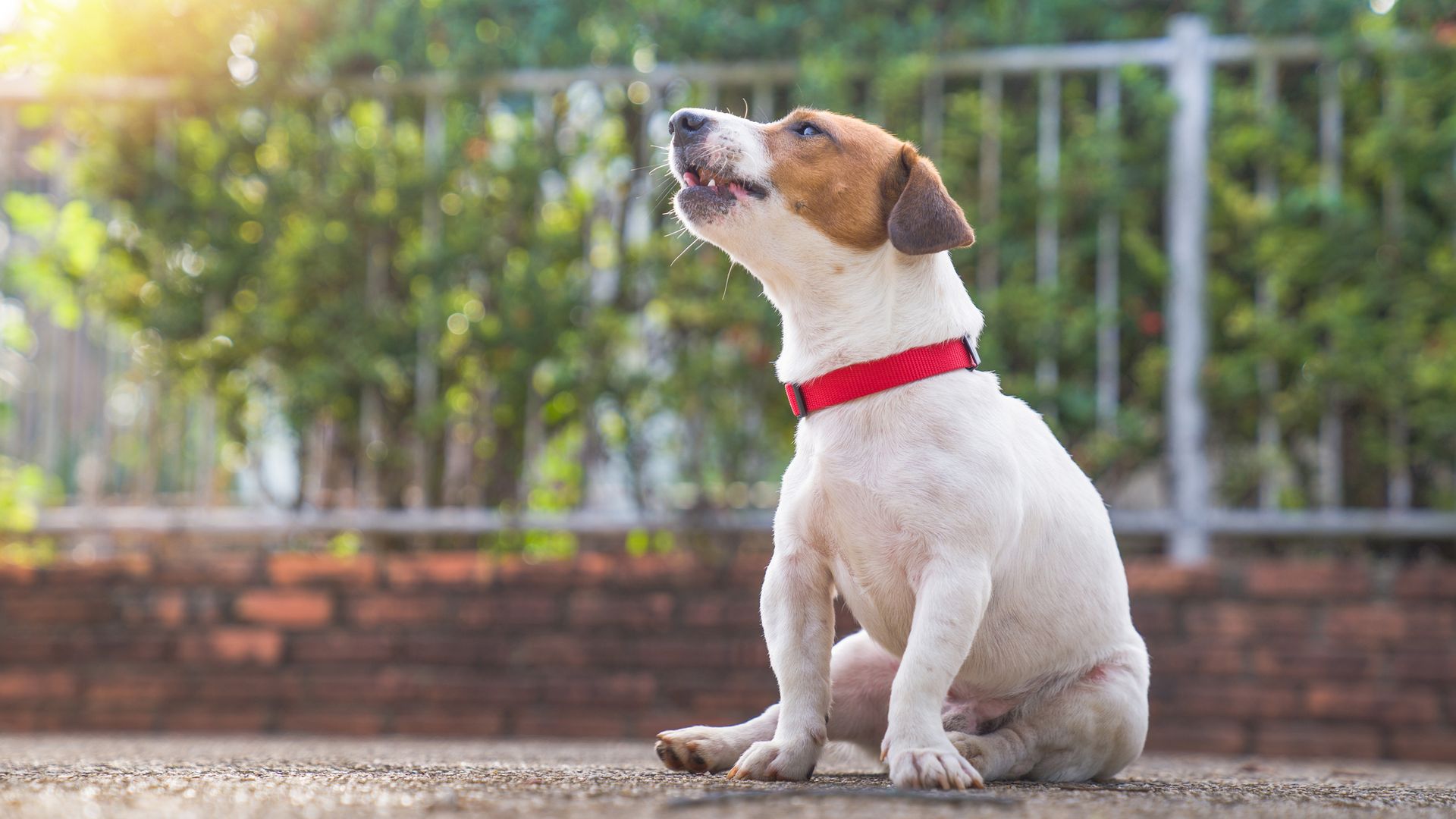 Protege a tu mejor amigo: guía para elegir el mejor collar antiparasitario para perros