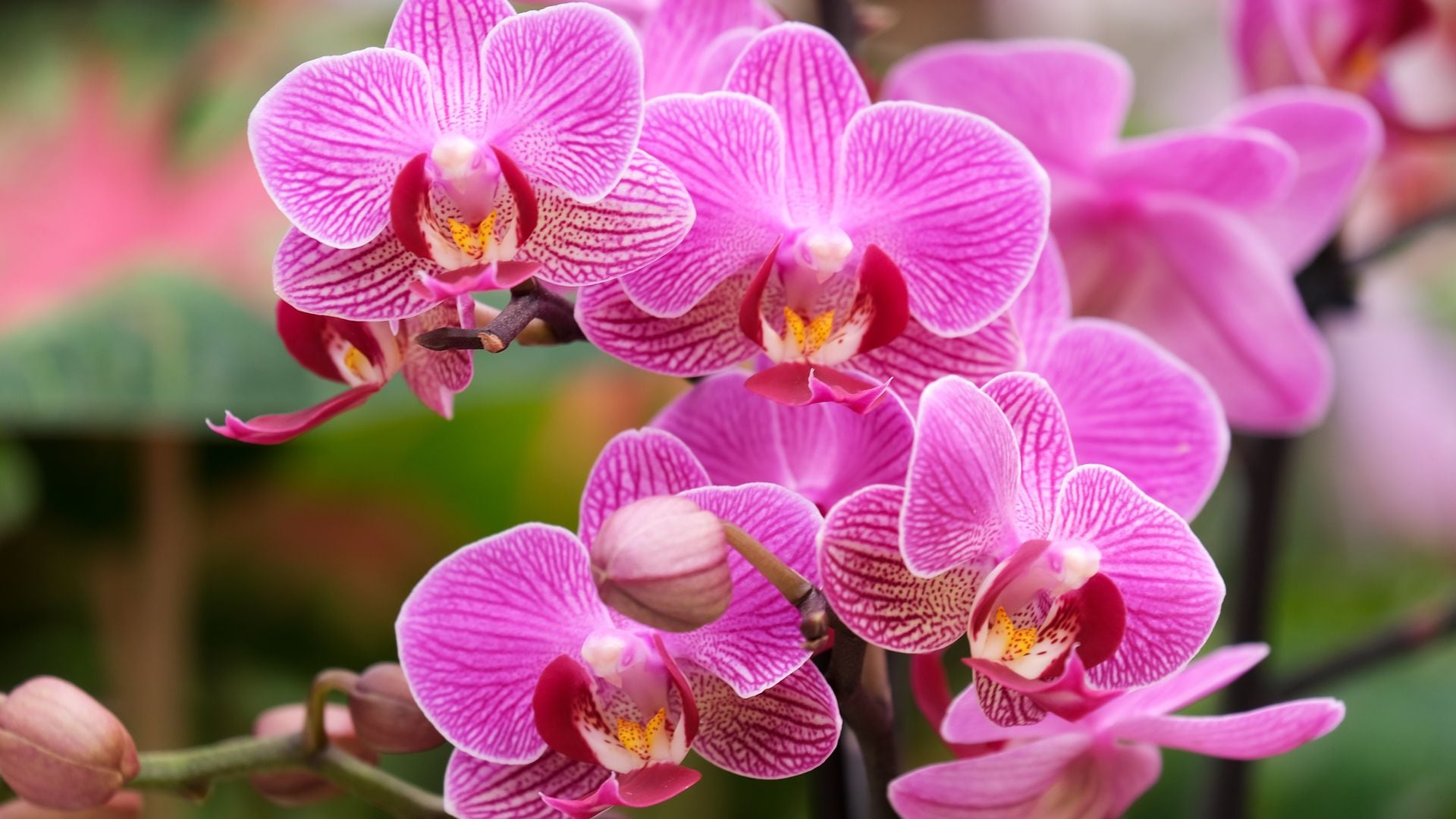 ¡Descubre el secreto para cuidar tus orquídeas y hacer que luzcan espectaculares por más tiempo!