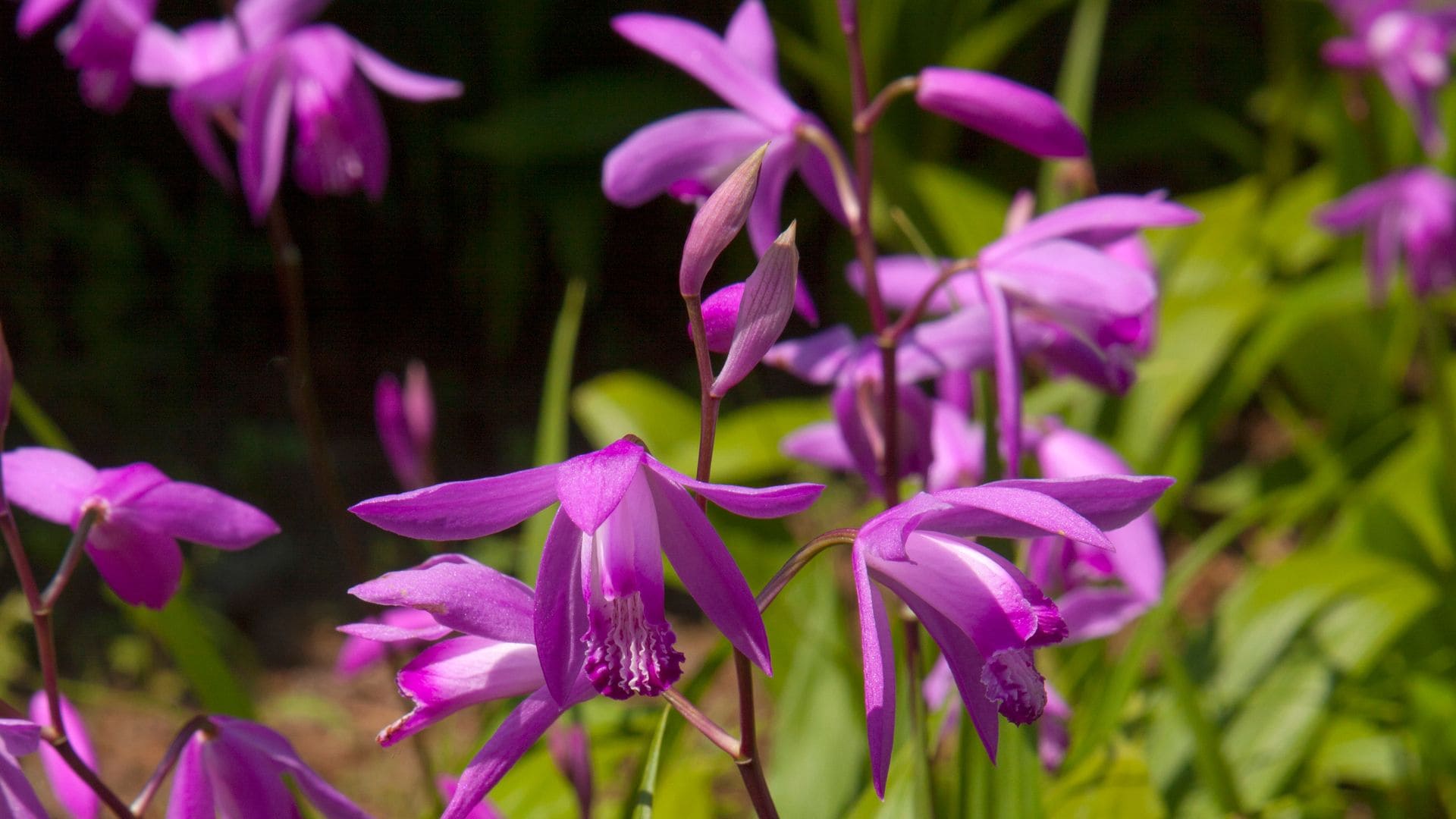 'Bletilla striata', una orquídea que lo tiene todo: flores espectaculares y cuidados mínimos