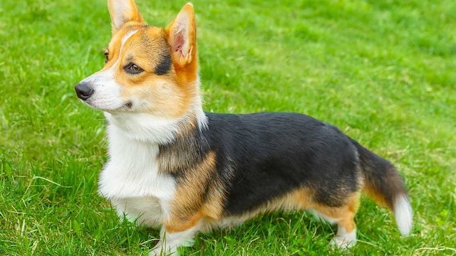 portada corgi