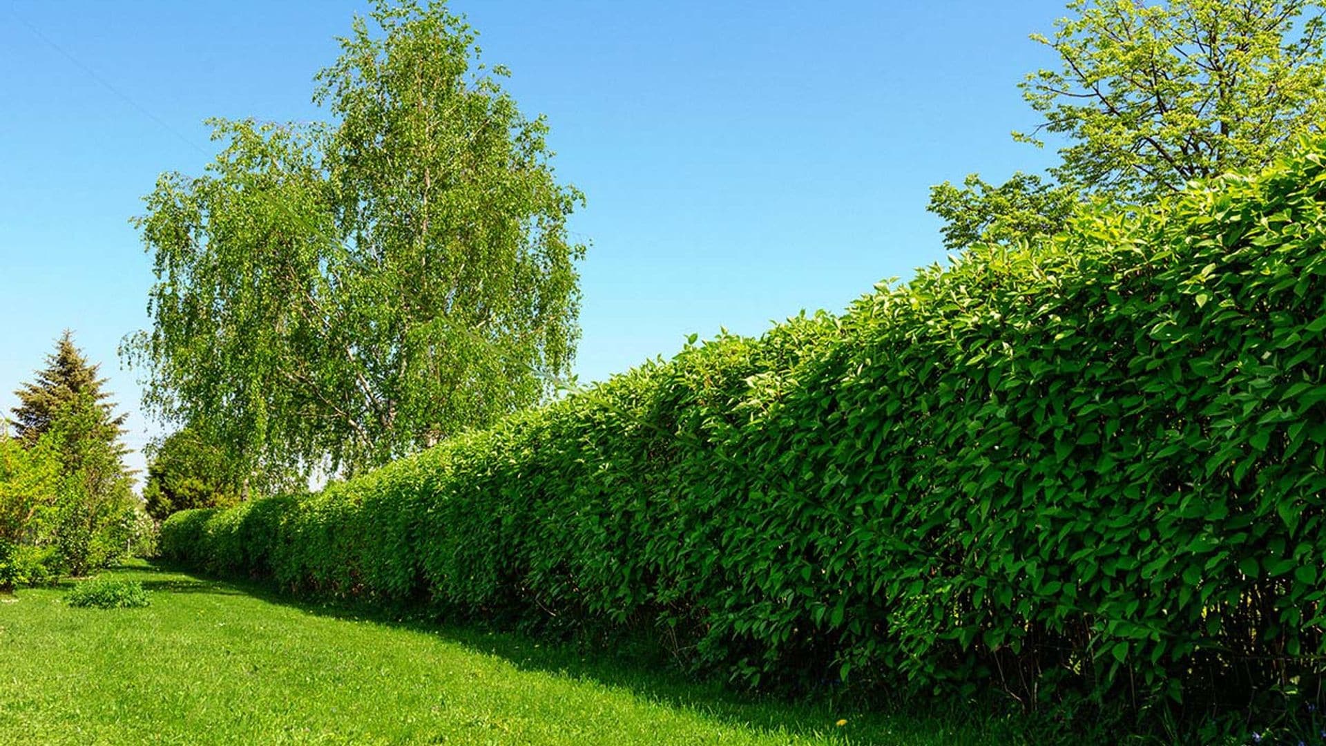 6 arbustos de crecimiento rápido con los que plantar un seto en tu jardín