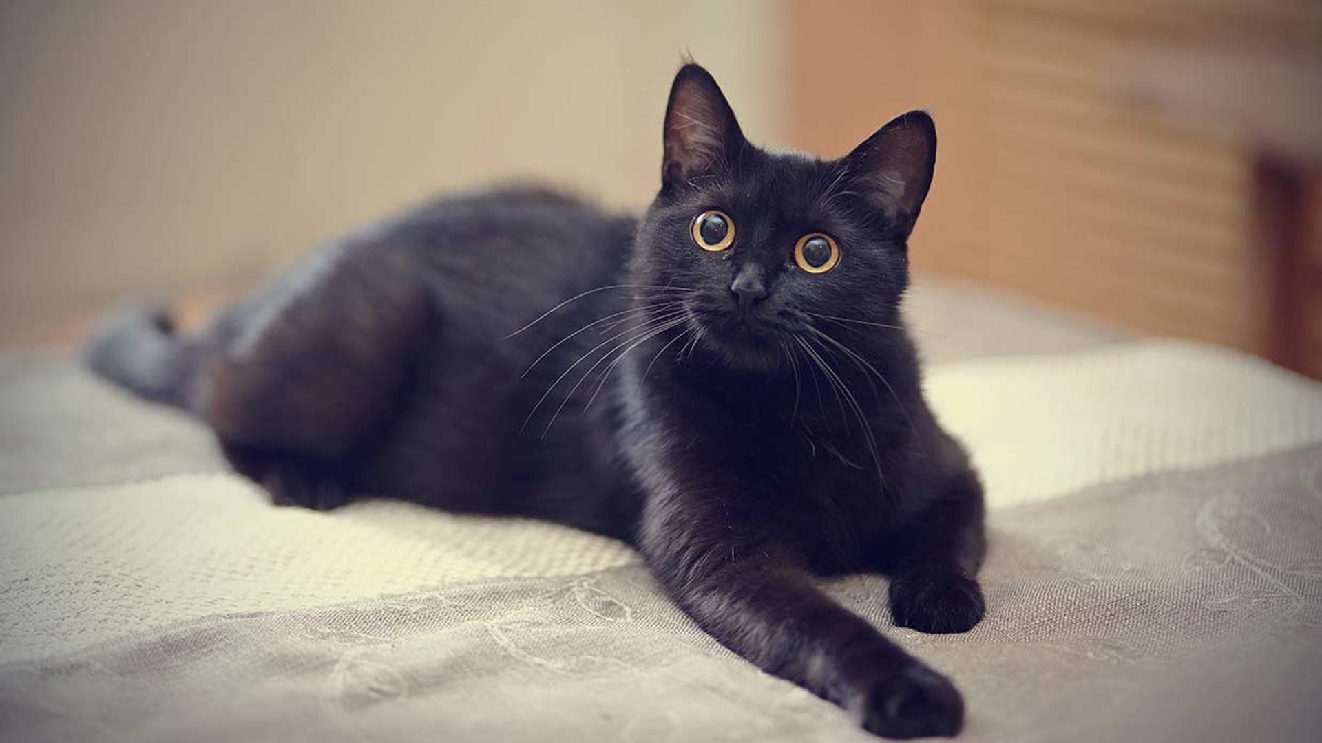 ¿Crees que los gatos negros dan mala suerte? ¿Cuál es el origen de esta leyenda?