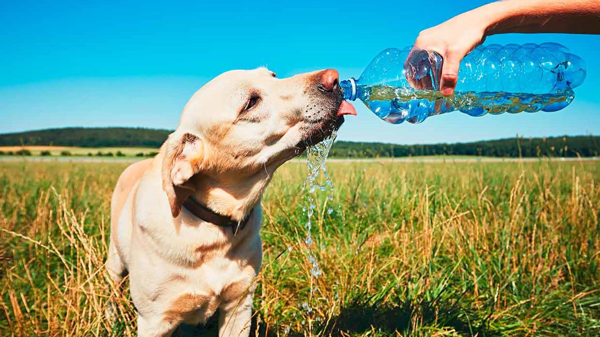 como proteger y refrescar perro calor verano