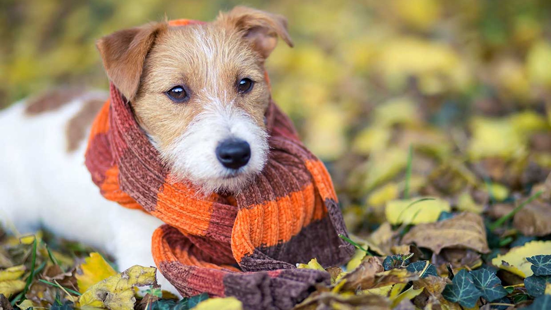 El invierno también llega para tu mascota, lo que debes tener en cuenta para pasearlo con frío