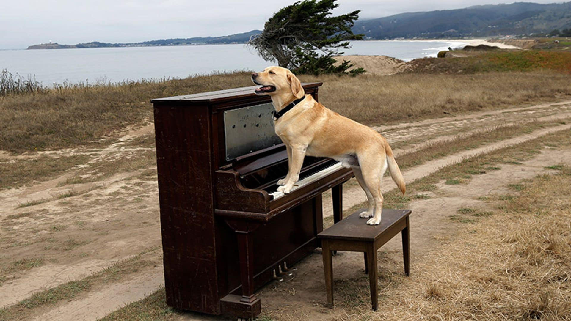 Arturo Pérez-Reverte y el vídeo del perro pianista que ha hecho viral