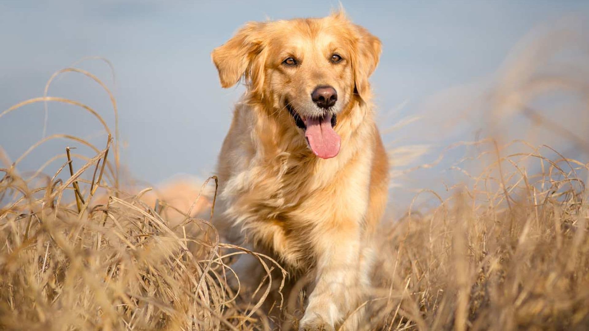 perro corriendo