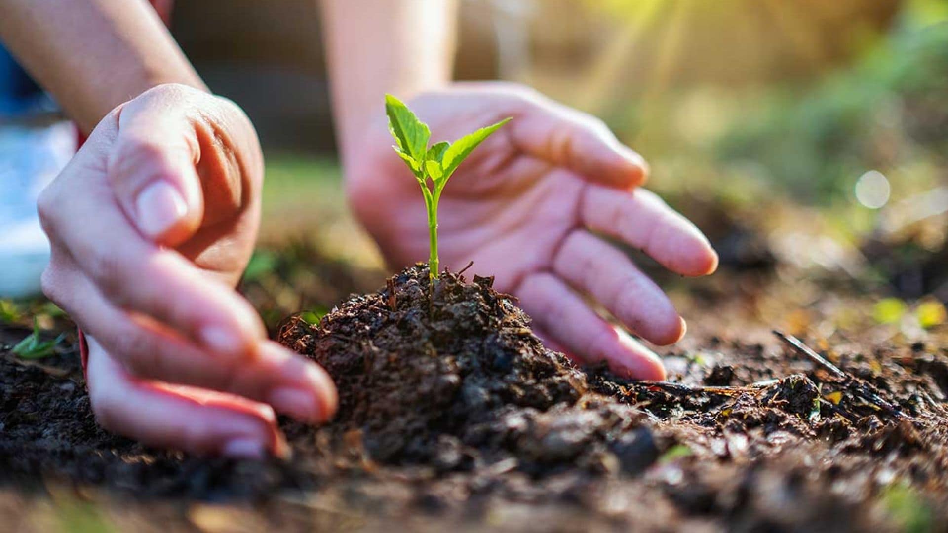 no todos los productos vegetales son respetuosos con el medio ambiente