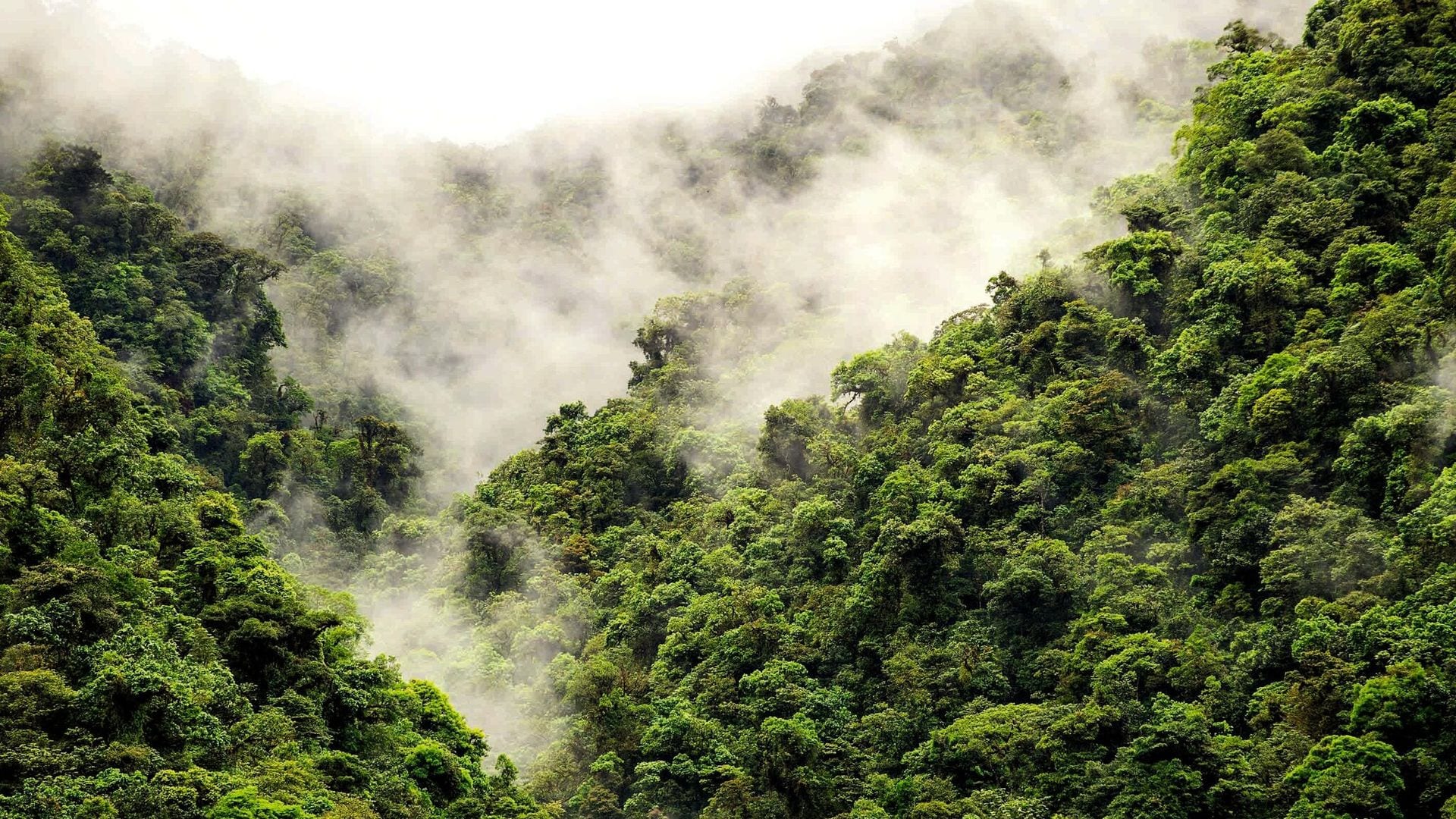 Costa Rica, una mágica jungla de biodiversidad